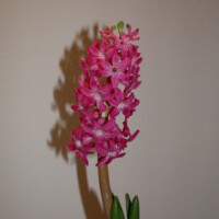 File name :DSCN0841.JPG
File size :680.3KB(696675Bytes)
Shoot date :2004/11/25 23:35:57
Picture size :2048 x 1536
Resolution :72 x 72 dpi
Number of bits :8bit/channel
Protection attribute :Off
Hide Attribute :Off
Camera ID :N/A
Model name :E995
Quality mode :NORMAL
Metering mode :Multi-pattern
Exposure mode :Programmed auto
Flash :Yes
Focal length :8.2 mm
Shutter speed :1/60second
Aperture :F2.6
Exposure compensation :0 EV
Fixed white balance :Auto
Lens :Built-in
Flash sync mode :Red eye reduction
Exposure difference :N/A
Flexible program :N/A
Sensitivity :Auto
Sharpening :Auto
Curve mode :N/A
Color mode :COLOR
Tone compensation :AUTO
Latitude(GPS) :N/A
Longitude(GPS) :N/A
Altitude(GPS) :N/A